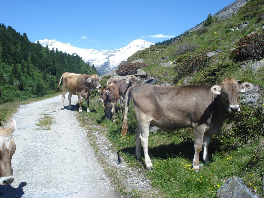 Gastehaus Rieser Hotel Ried im Zillertal Exterior foto